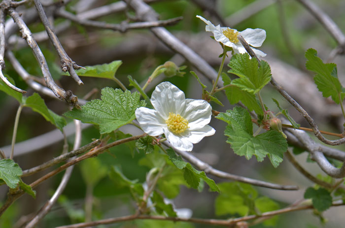 New Mexico Raspberry is a perennial shrub of the Rose family with erect stems often with shredding bark and few or no prickles. Rubus neomexicanus